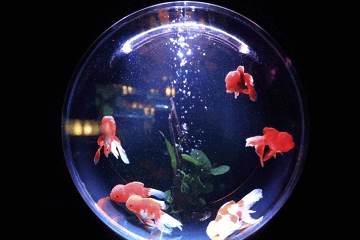 水產(chǎn)公司起名大全