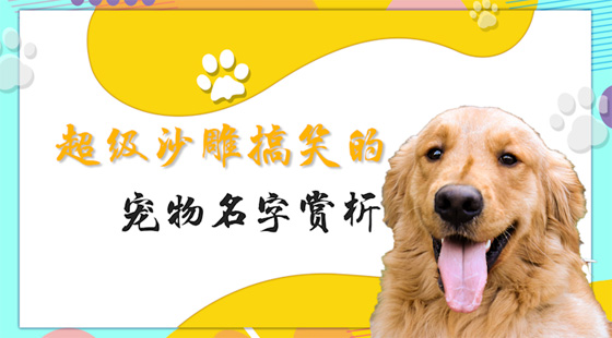 超級(jí)沙雕搞笑的寵物名字賞析