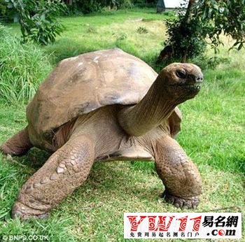 夢見烏龜是什么意思？