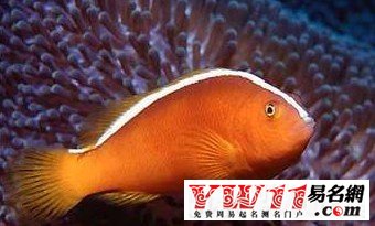 夢(mèng)到魚(yú)