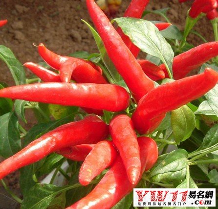 夢見辣椒，夢見吃辣椒，孕婦夢見辣椒