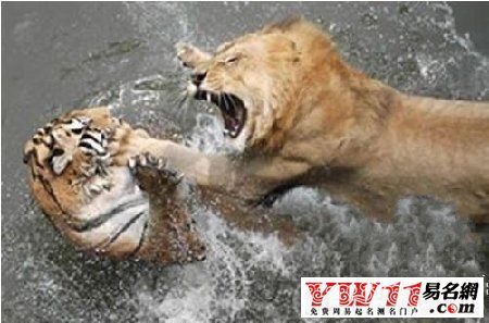夢見老虎獅子