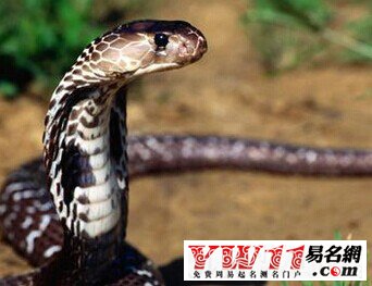 夢(mèng)見蛇是什么意思