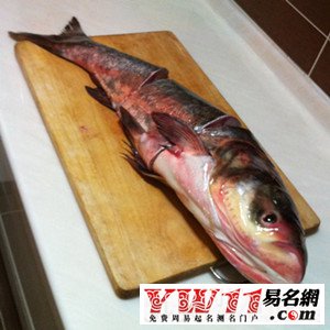 周公解夢(mèng)夢(mèng)見(jiàn)魚(yú)