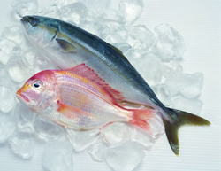 夢(mèng)見(jiàn)魚(yú)