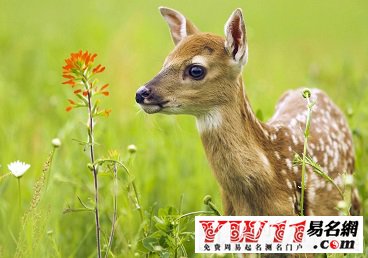 好聽的動物名字起名方法